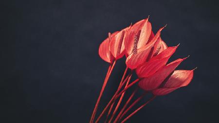 red flowers