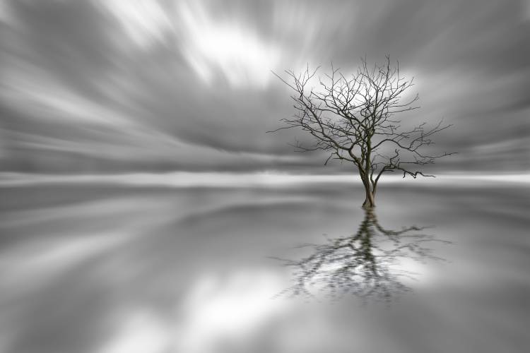 Ghost Tree de Leif Landal