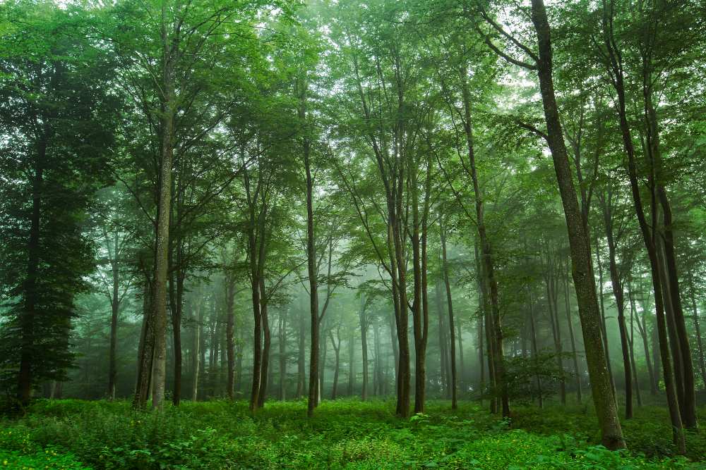 Forest View de Leif Løndal