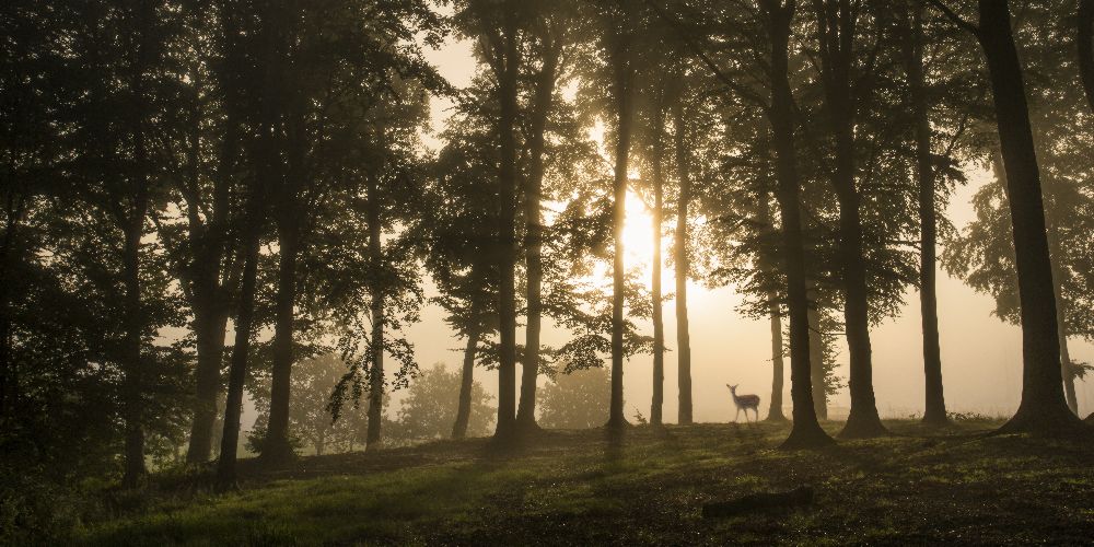 Deer in the morning mist. de Leif Løndal