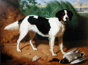 Portrait of a Dog