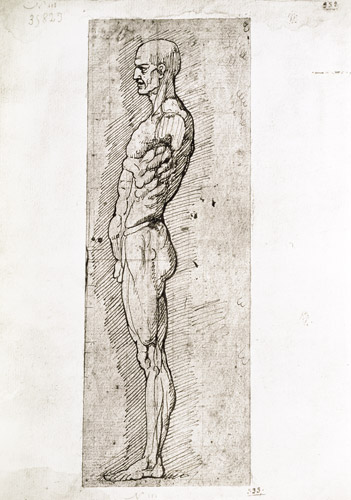 Anatomical Study de Leonardo da Vinci