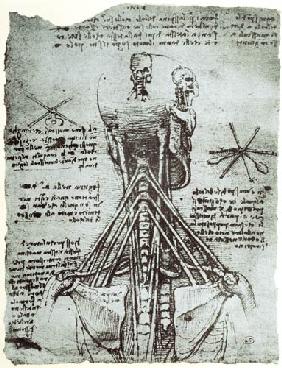 Bone Structure of the human neck and shoulder, facsimile copy  &