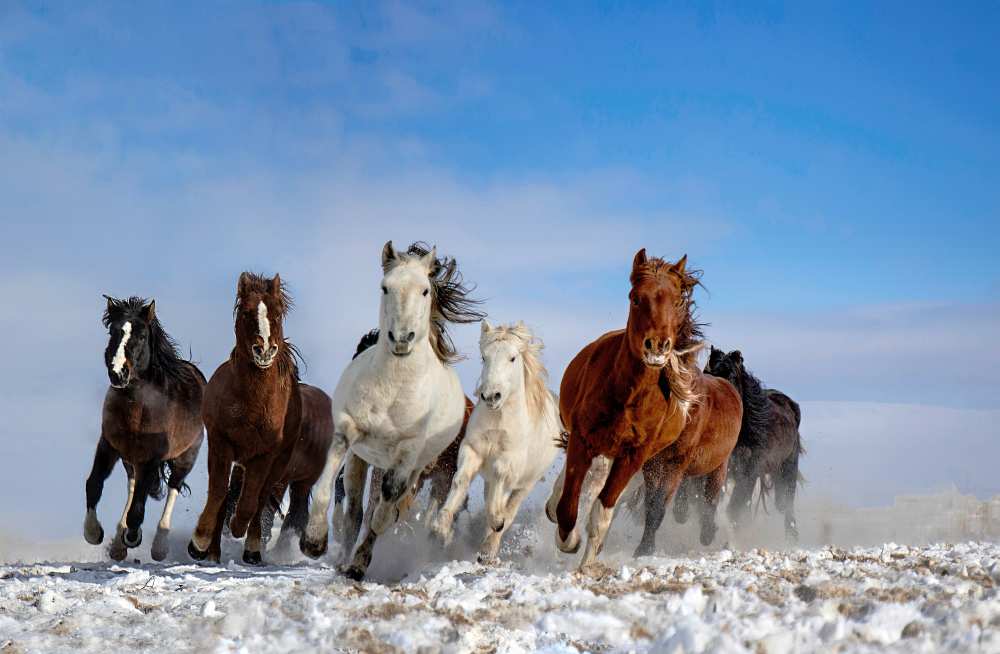 Mongolia Horses de Libby Zhang