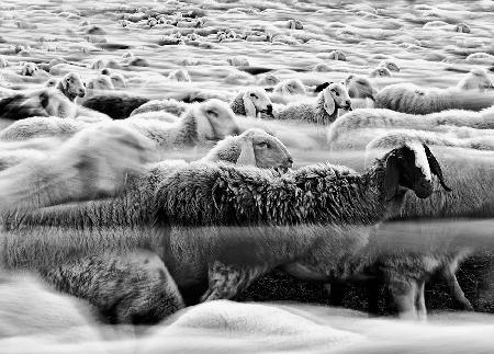 River Sheep ||