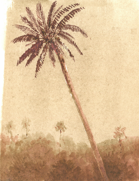 Palm Tree de Lincoln  Seligman