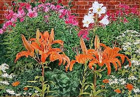 Orange lilies