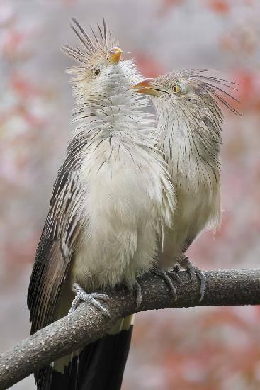 Guira Cuckoo Playing