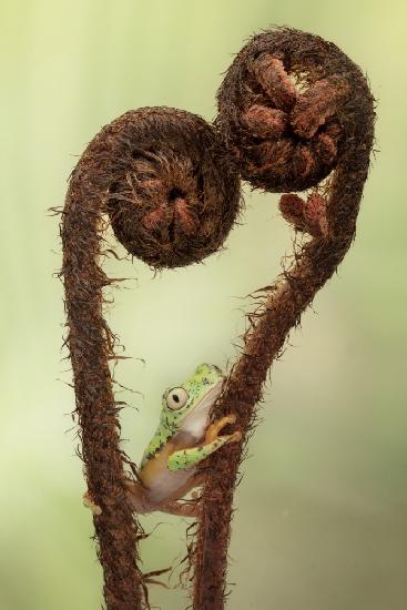 Spring is in the Air with Lemur Tree Frog