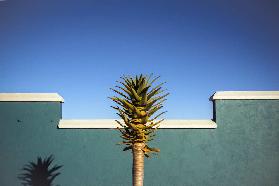 the desert blooms