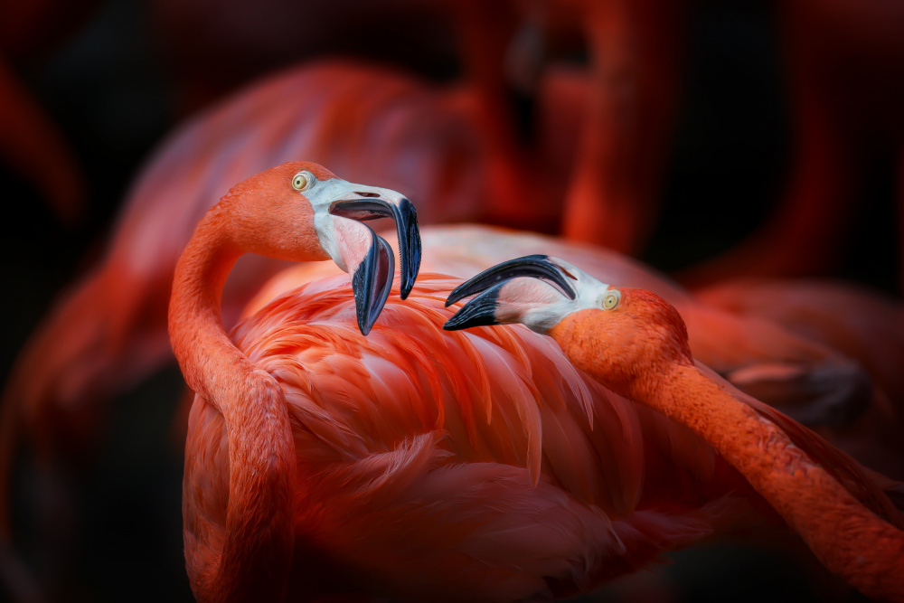 The flamingo 2 de Linli Wang