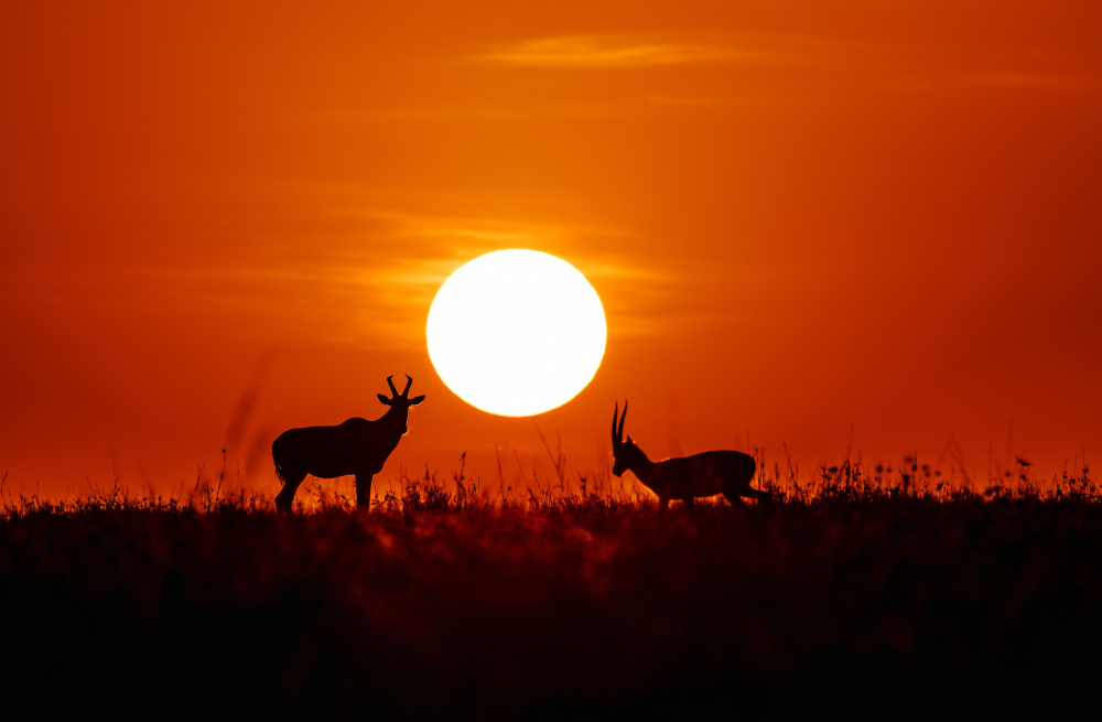 Masai Mara at Sunset de Lisa D. Tang