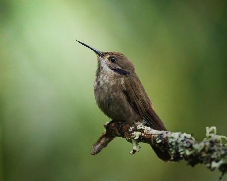 Colibri delphinae