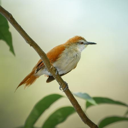 Yellow-chinned Spinetail