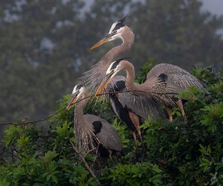 BUILDING THE NEST TOGETHER