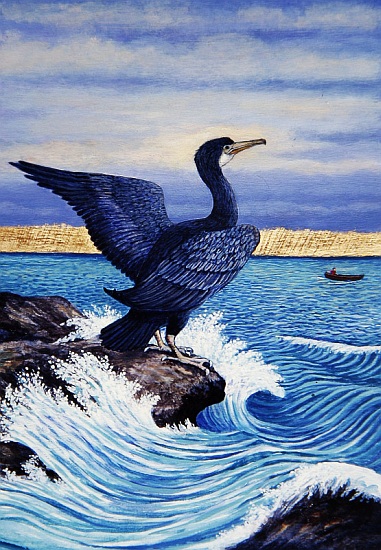Cormorant on shag Rock de Liz  Wright