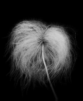 Fluffy seed head