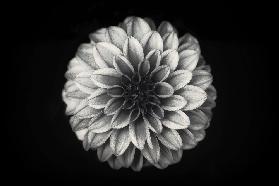 Dahlia