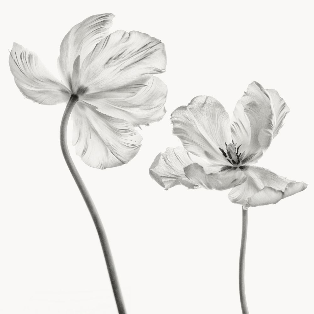 Same tulip : front- and backview de Lotte Gronkjaer