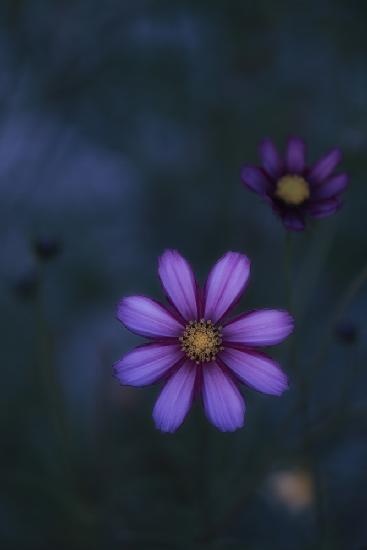 Flowers of autumn