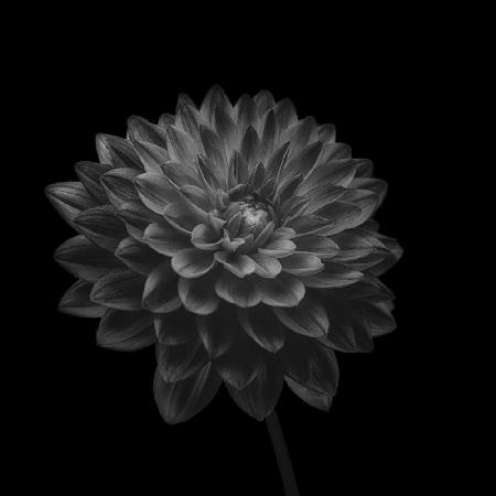 Dahlia