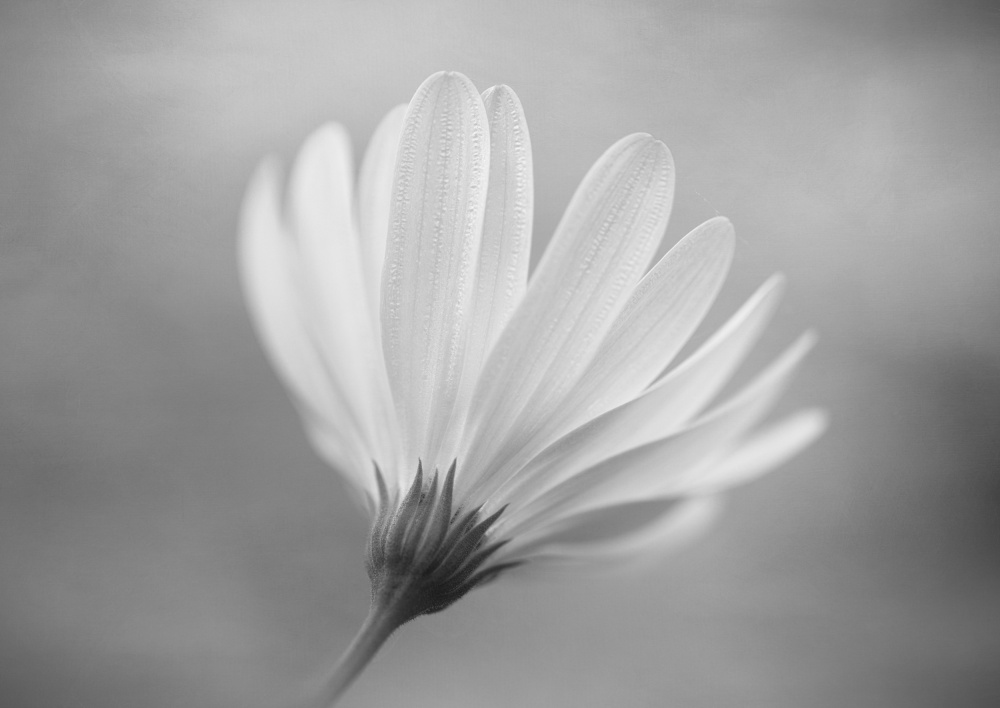 Gerbera de Lotte Grønkjær