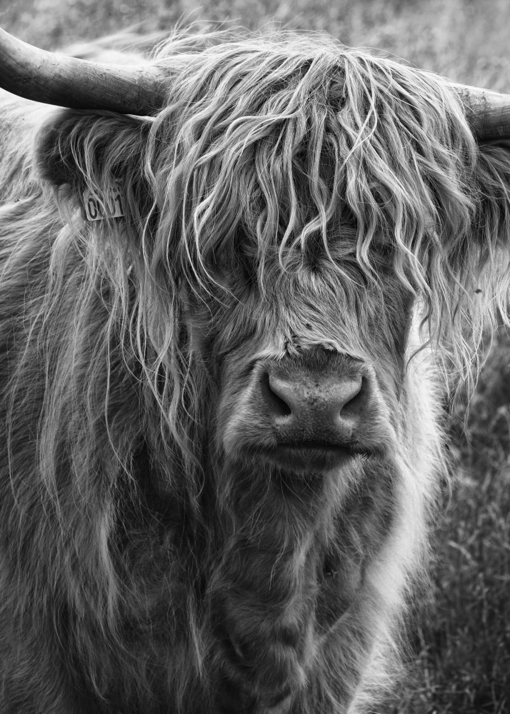 Highland cattle de Lotte Grønkjær