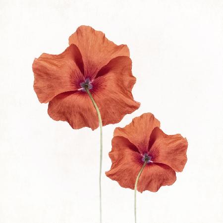 Poppies