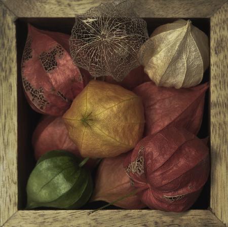 Physalis alkekengi in a box