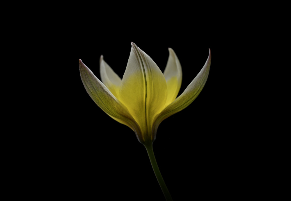 Tulipa Urumiensis de Lotte Grønkjær