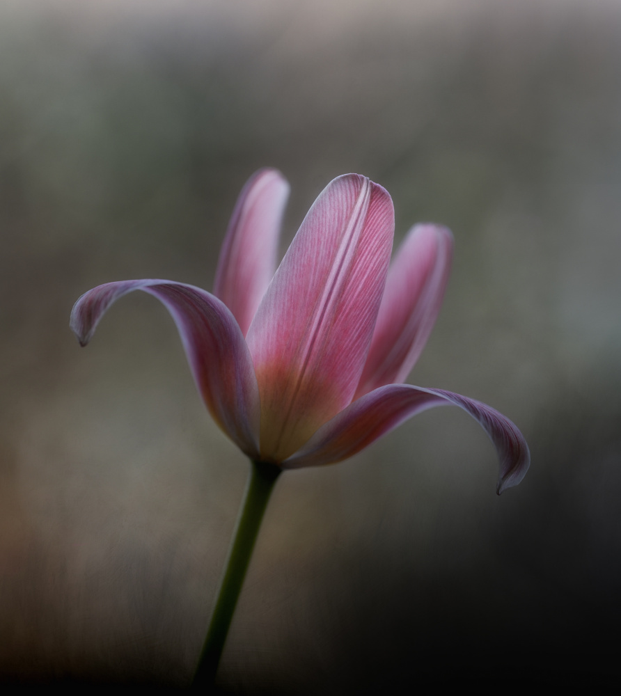 Tulip from the garden de Lotte Grønkjær