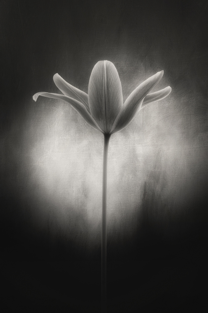 Tulip in black and white de Lotte Grønkjær