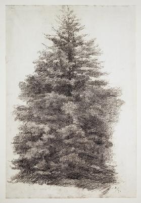 Fir tree