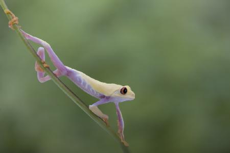 Morning Stretch