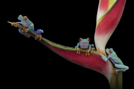 Red-eyed Trio in Paradise