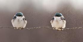 Birds on a wire