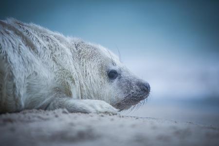 Baby Seal