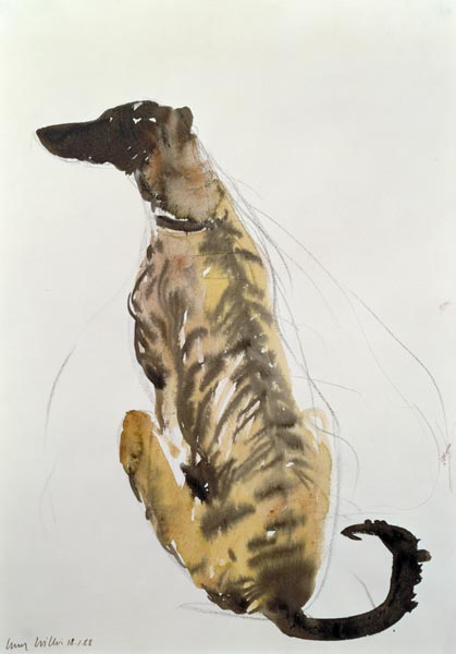 Lurcher Sitting, 1988 (charcoal and w/c on paper)  de Lucy Willis