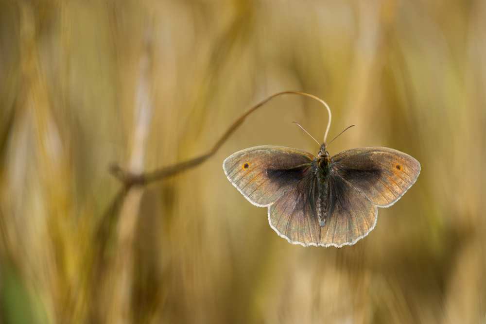 Wings of grass de Luigi Chiriaco