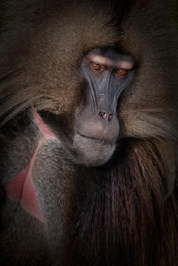 Gelada portrait