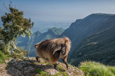 Lion monkey