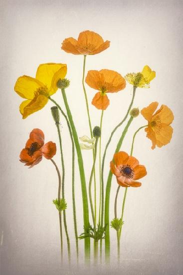 Delightful Poppies