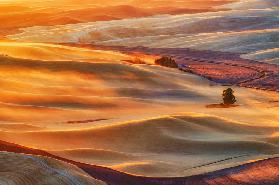 Golden Palouse