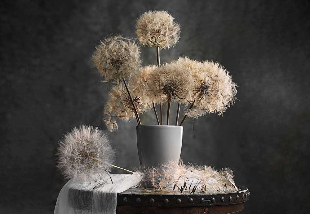 Dandelion Seed Pod de Lydia Jacobs