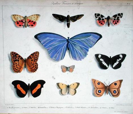 French and foreign butterflies, engraved by Villain, c.1830-40 (colour litho) de Madame Feraud