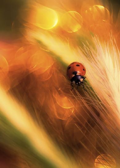 Ladybug in bokeh