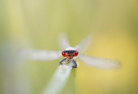 Eye-contact with a red-eyed damselfly