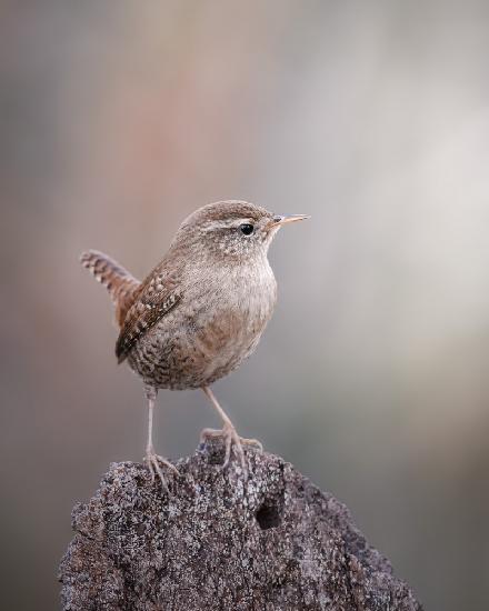 A wren posing in the open