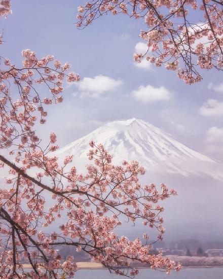 Mt.Fuji in the cherry blossoms