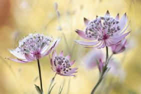 Astrantia